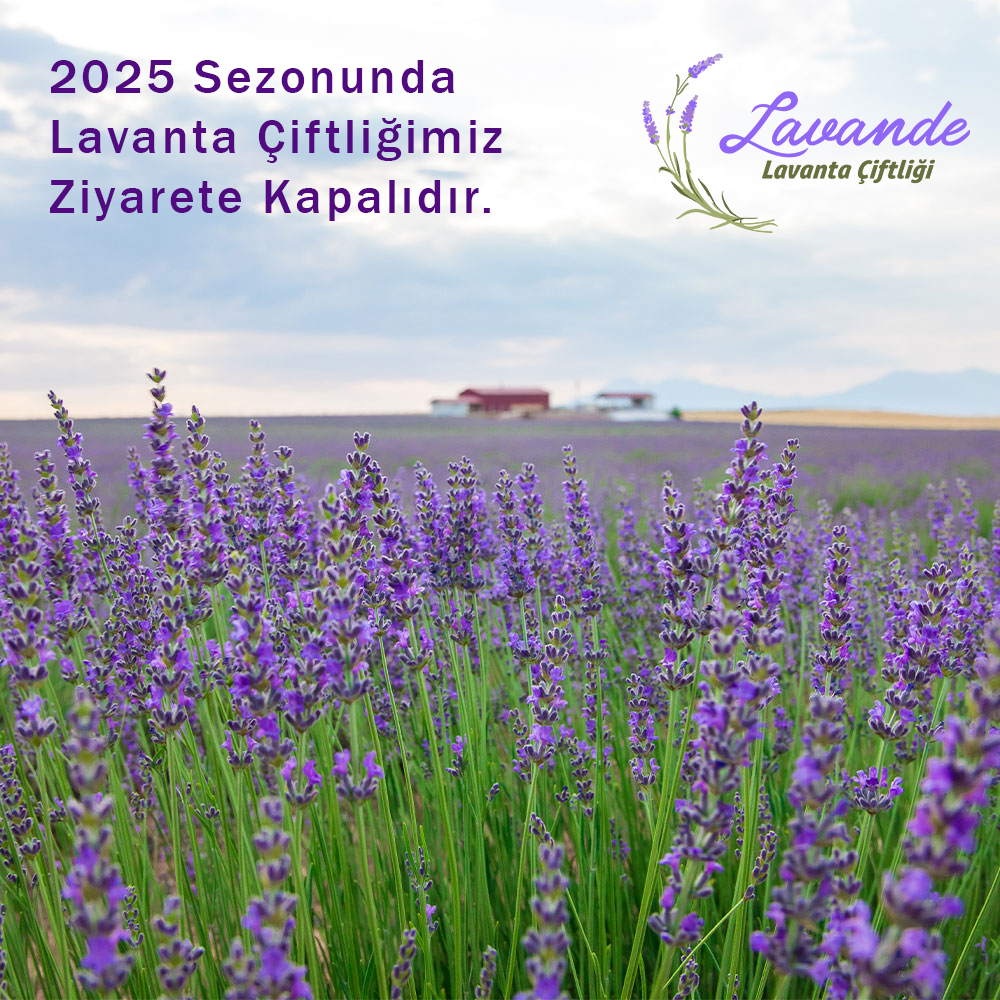 Lavande Lavanta Çiftliği Ziyaret